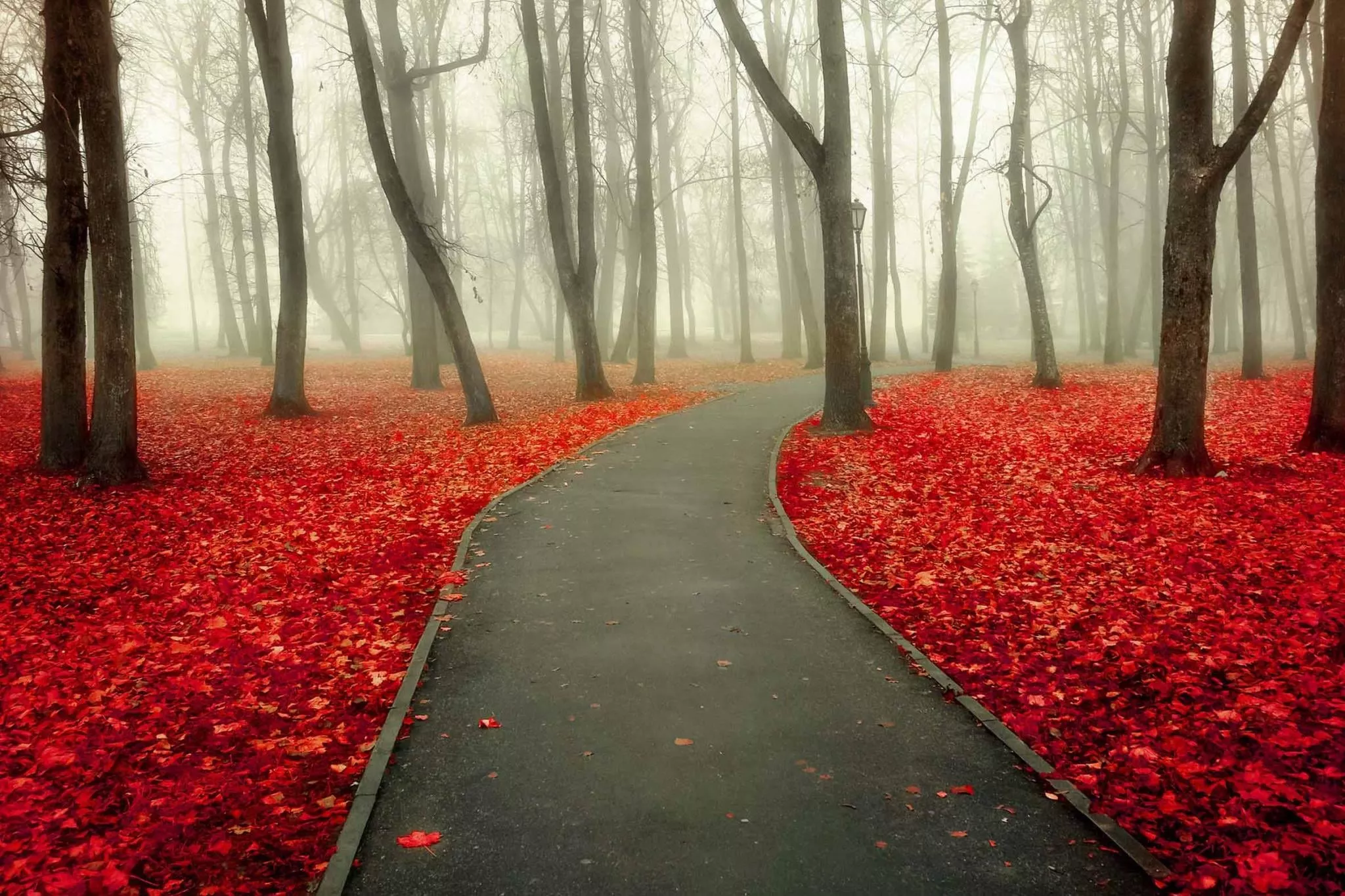 ''Autumn Road'' Tempered Glass